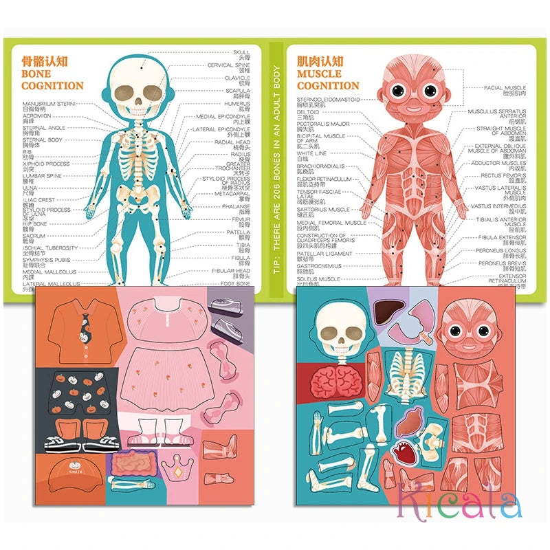 Kids Human Body Organs Muscles Skeleton Cognition Magnetic Puzzle Interactive Toy Montessori Busy Book Preshool Sensory Toy